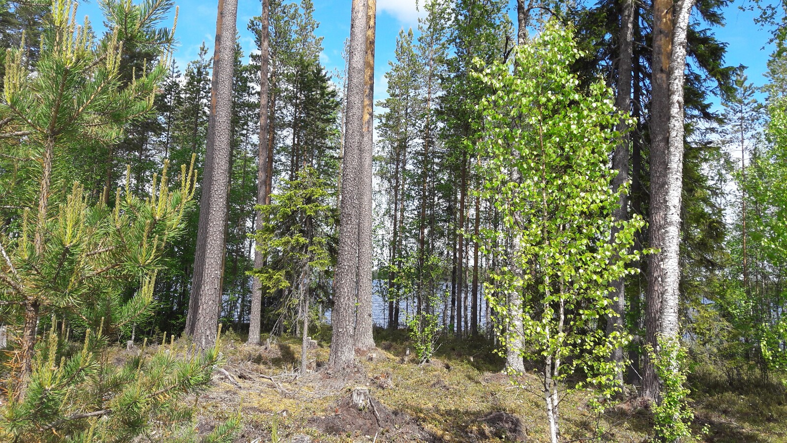 Rannan tuntumassa kasvavan kesäisen sekametsän takana häämöttää järvimaisema.