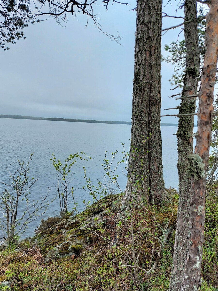 Kolmen rannassa kasvavan männyn takana aukeaa järvimaisema.