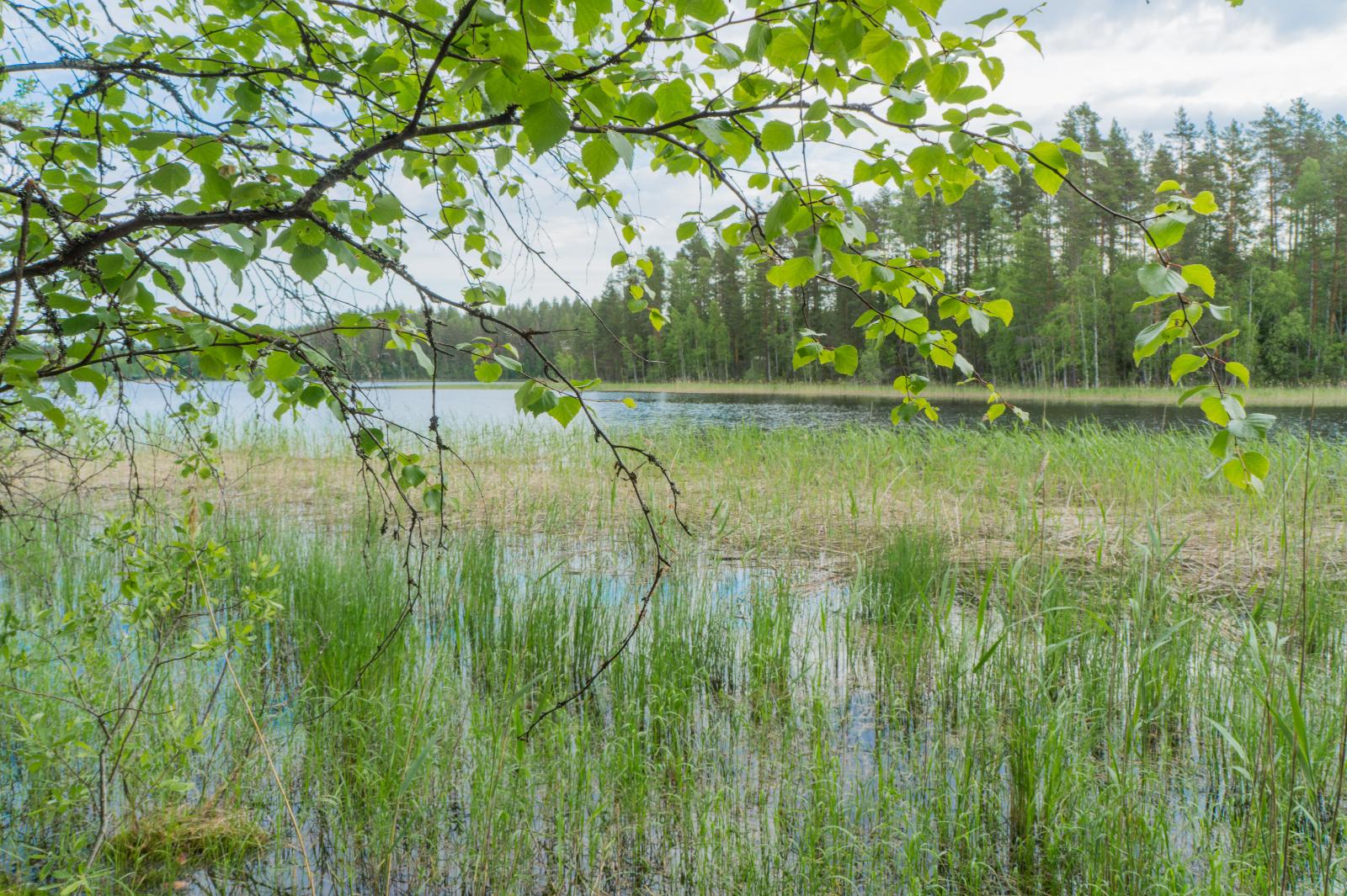 Koivun oksat reunustavat kesäistä järvimaisemaa. Rantavedessä on vesikasveja.