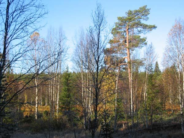 Syysmaisemassa rannan tuntumassa kasvavien puiden takana häämöttää joki.