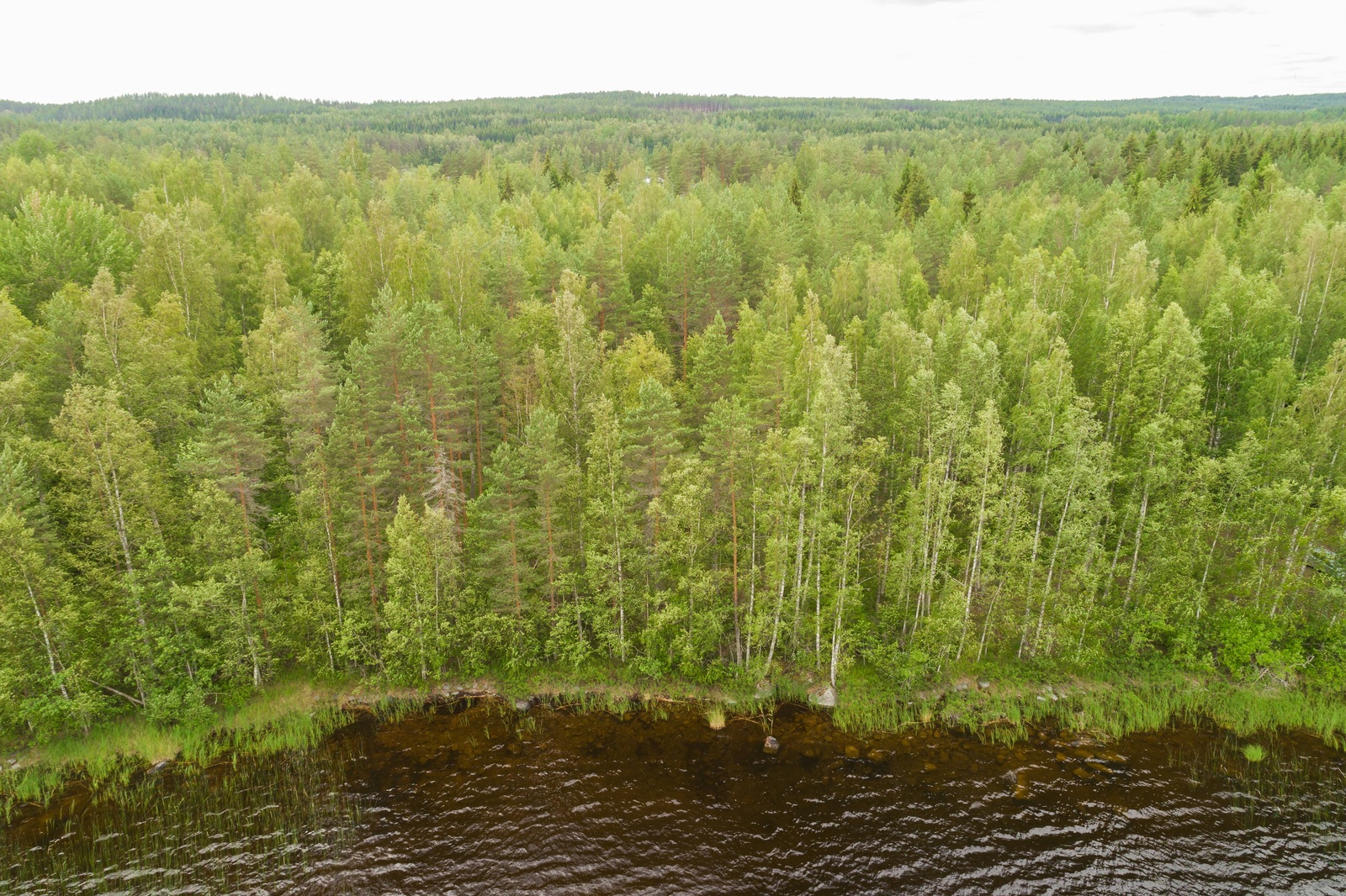 Ilmakuvassa kesäinen sekametsä kohoaa rantaviivasta.