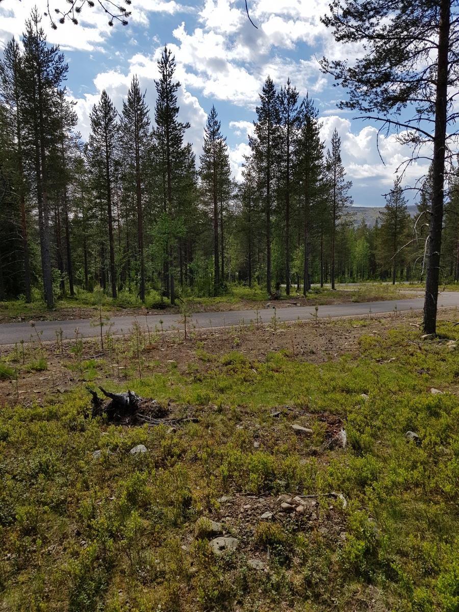 Tie kulkee kesäisen sekametsän läpi. Takana kohoaa tunturi ja taivaalla on poutapilviä.