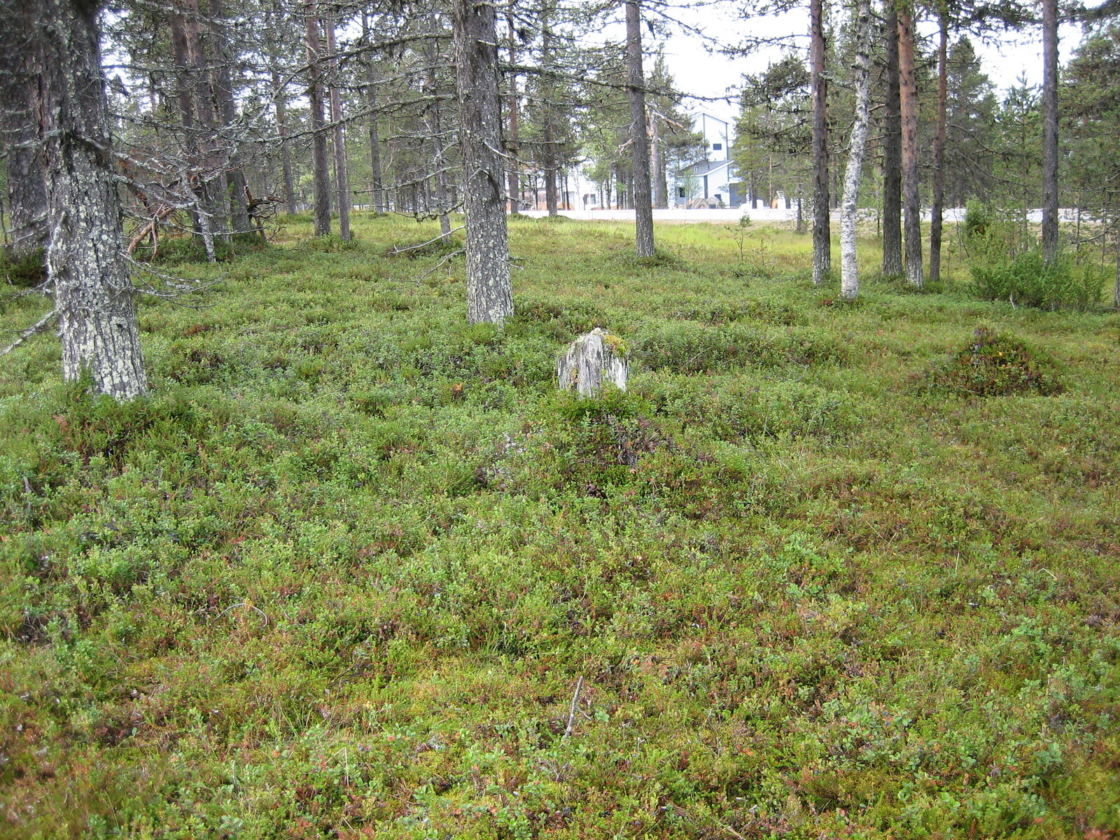 Kesäisessä mäntymetsässä kasvaa myös koivuja. Taustalla pilkottaa rakennus ja sen ohi kulkeva tie.