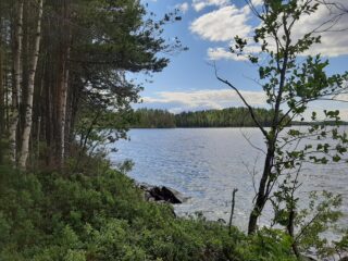 Rannassa kasvavat puut reunustavat kesäistä järvimaisemaa.