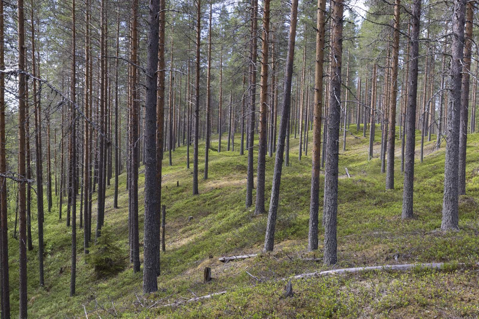 Kesäinen mäntymetsä kasvaa loivasti kumpuilevassa maastossa.