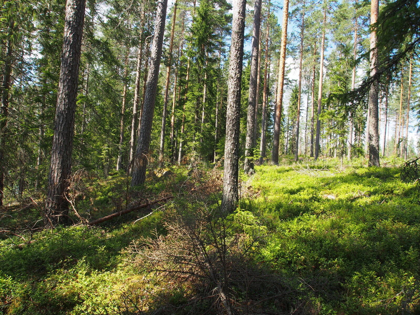 Kesäisessä havumetsässä on kaatuneita puita maassa. Aluskasvillisuutena on mustikanvarpuja.