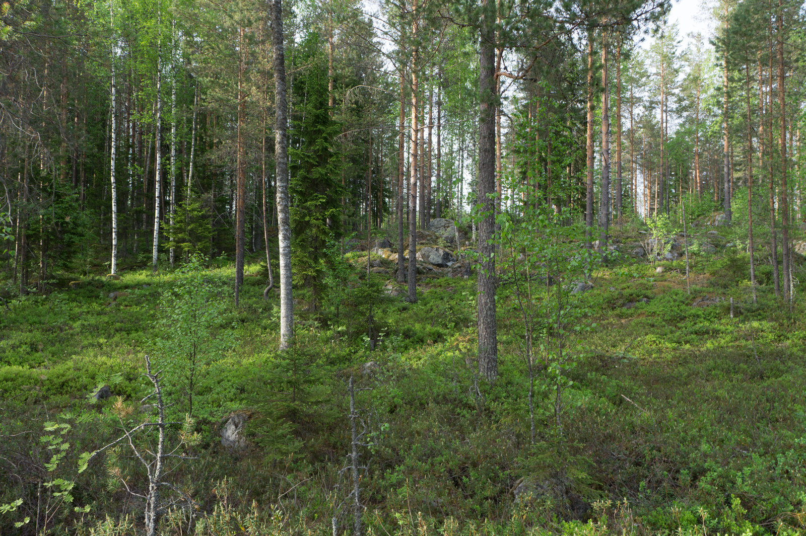 Kesäisessä sekametsässä kasvaa koivuja, kuusia ja mäntyjä. Metsässä on kivikkoinen alue.