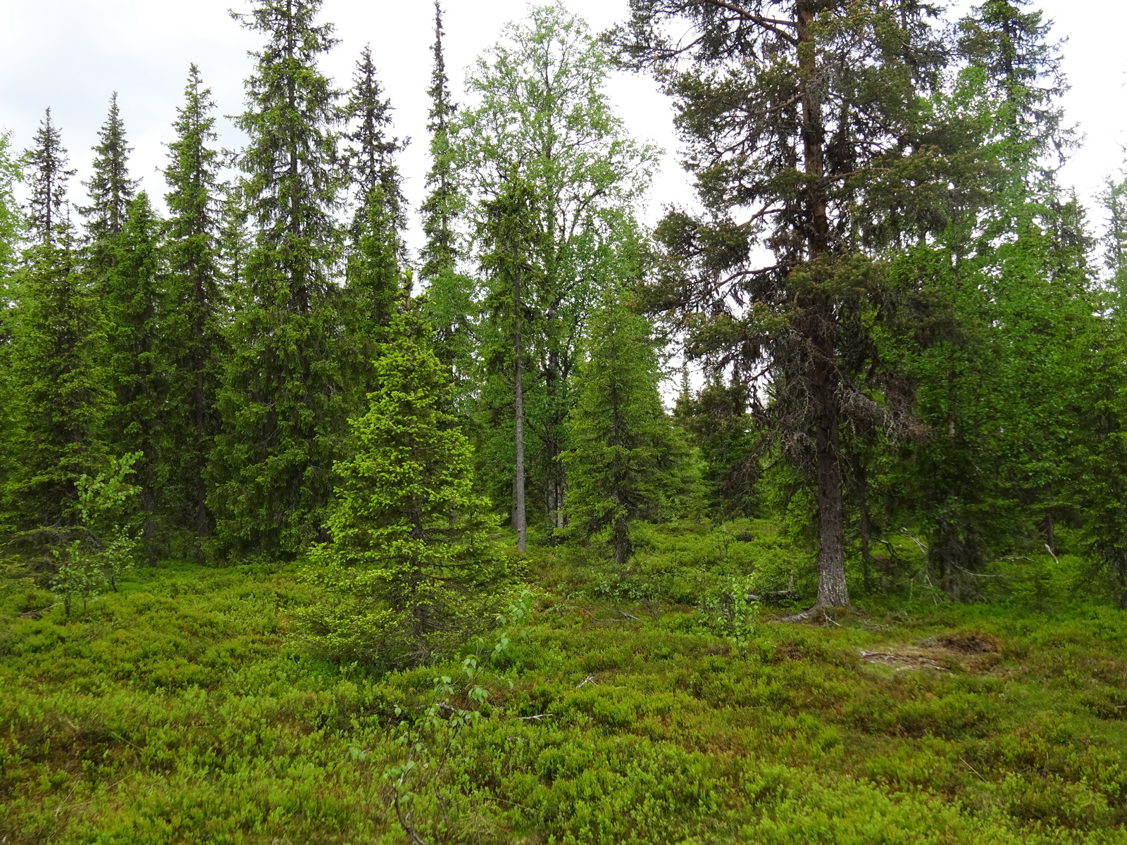 Kuusivaltaisessa metsässä kasvaa myös koivuja.