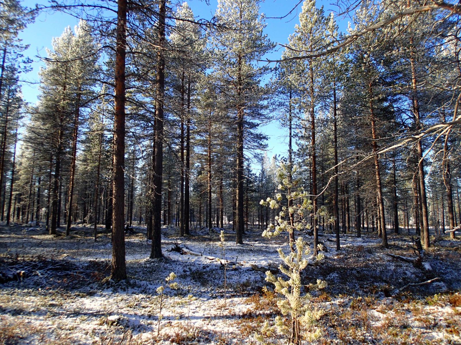 Ohut lumipeite kangasmetsässä aurinkoisena päivänä.