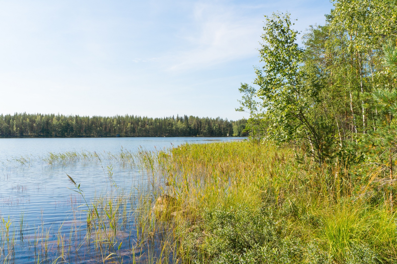 Kesäinen metsä reunustaa järveä. Rantavedessä on ruovikkoa ja kiviä.