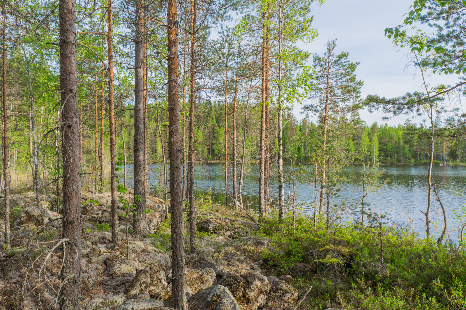 Kivikkoisessa maastossa kasvaa ohuita mäntyjä ja koivuja. Niiden takana avautuu järvimaisema.