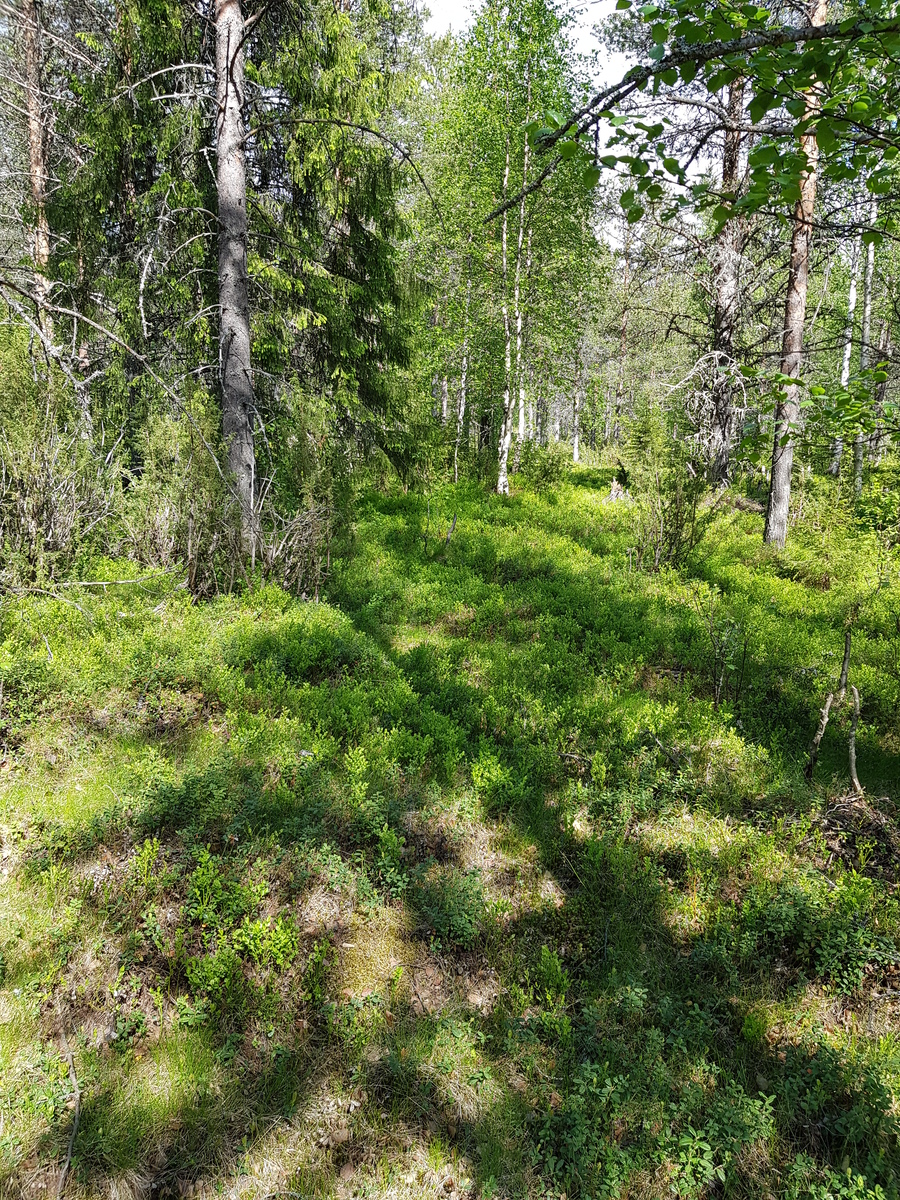 Aurinko paistaa kesäiseen sekametsään, jonka aluskasvillisuutena on puolukan- ja mustikanvarpuja.