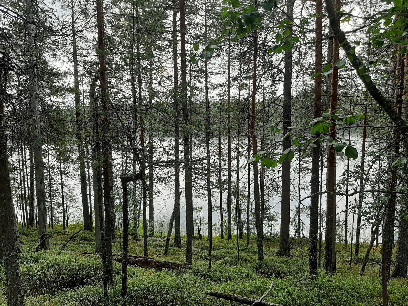 Loivassa rinteessä kasvavan mäntyvaltaisen metsän takana avautuu järvimaisema.