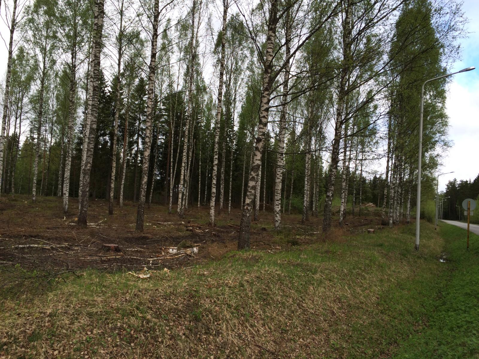 Koivikossa on karsittuja puita ja etualalla puuton alue. Vasemmalla kulkee tie.