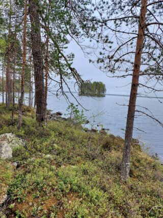 Rannassa kasvavien mäntyjen takana aukeaa järvimaisema. Keskellä järvenselkää on saari.