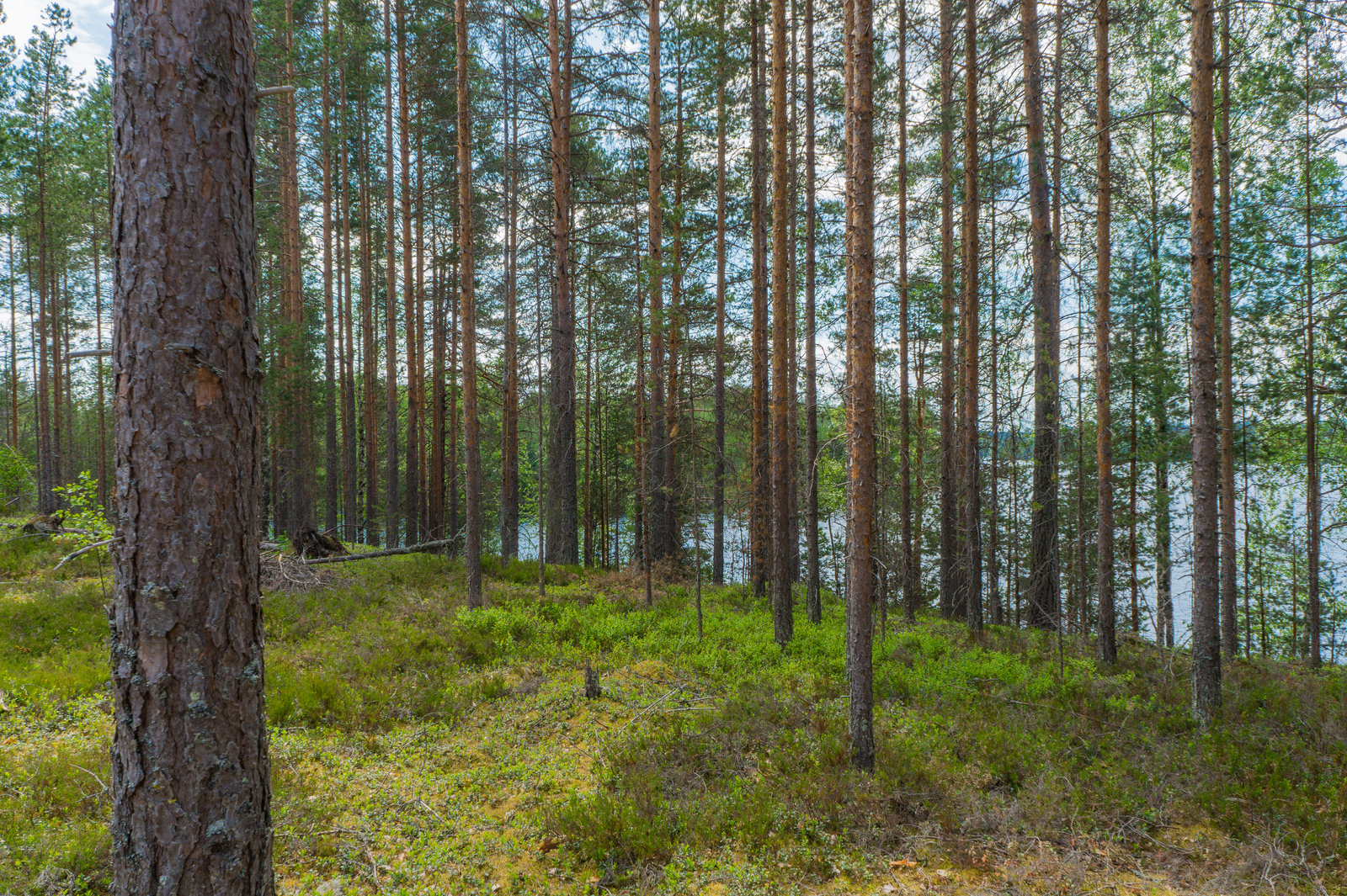 Rinteessä kasvavan mäntyvaltaisen metsän takana häämöttää järvimaisema.