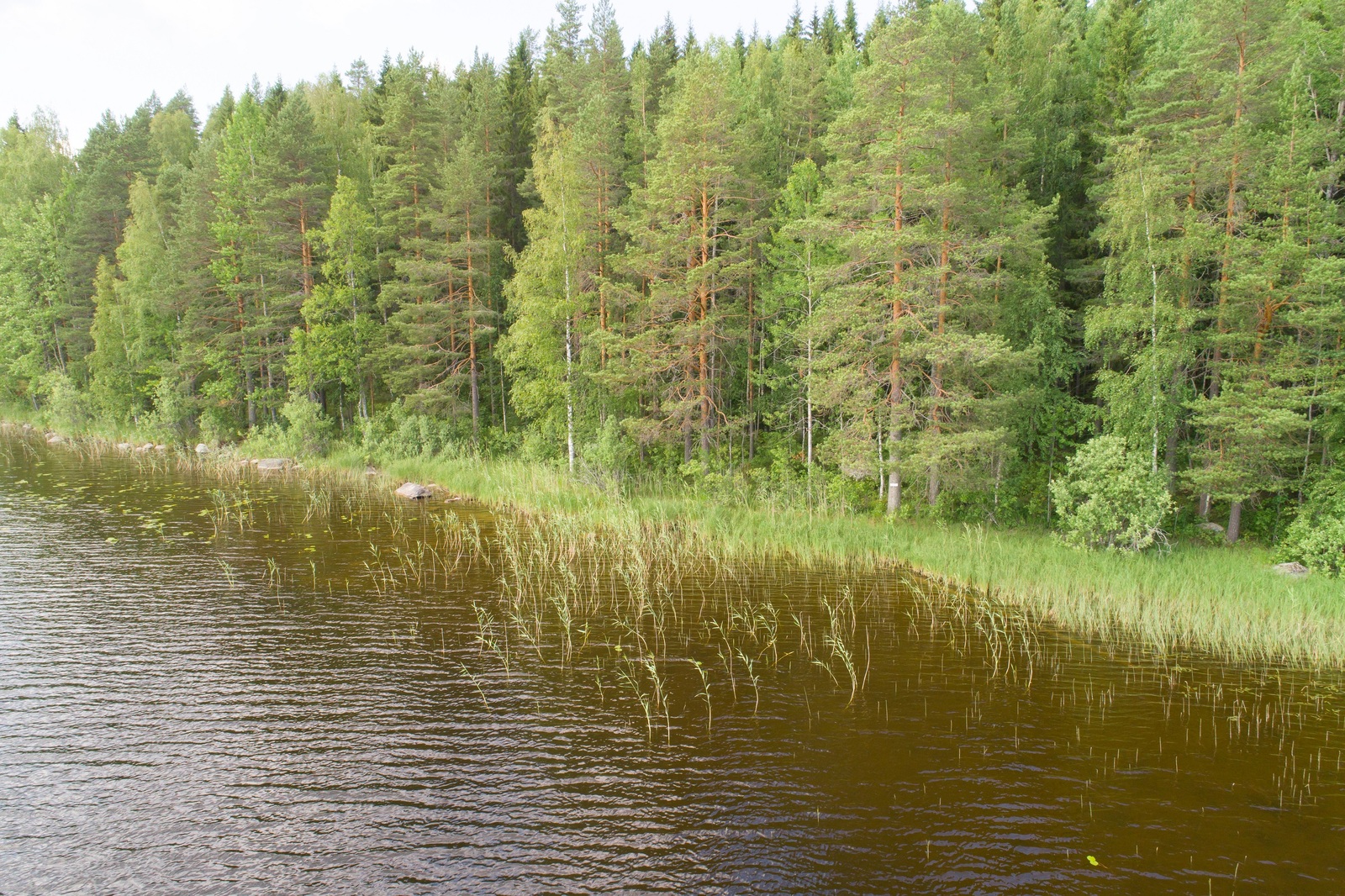 Vehreä sekametsä reunustaa järveä. Rantaviivan tuntumassa kasvaa vesikasveja. Ilmakuva.