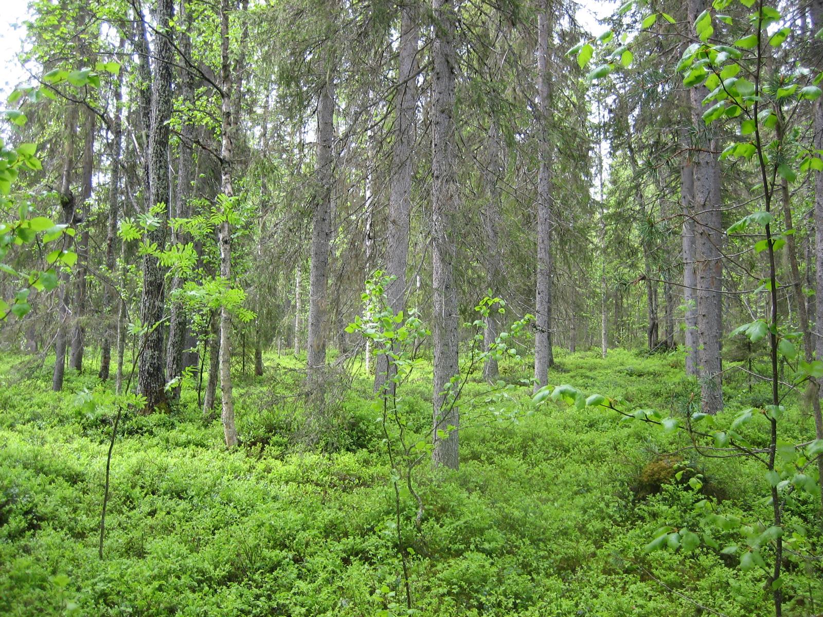 Kuusivaltaisessa metsässä kasvaa myös nuoria lehtipuita. Aluskasvillisuutena on mustikanvarpuja.