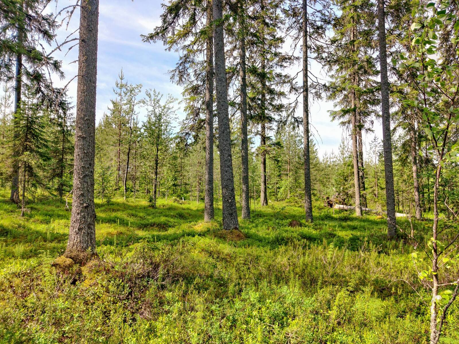 Aurinko paistaa avaraan kuusimetsään, jonka takana on mäntytaimikko.