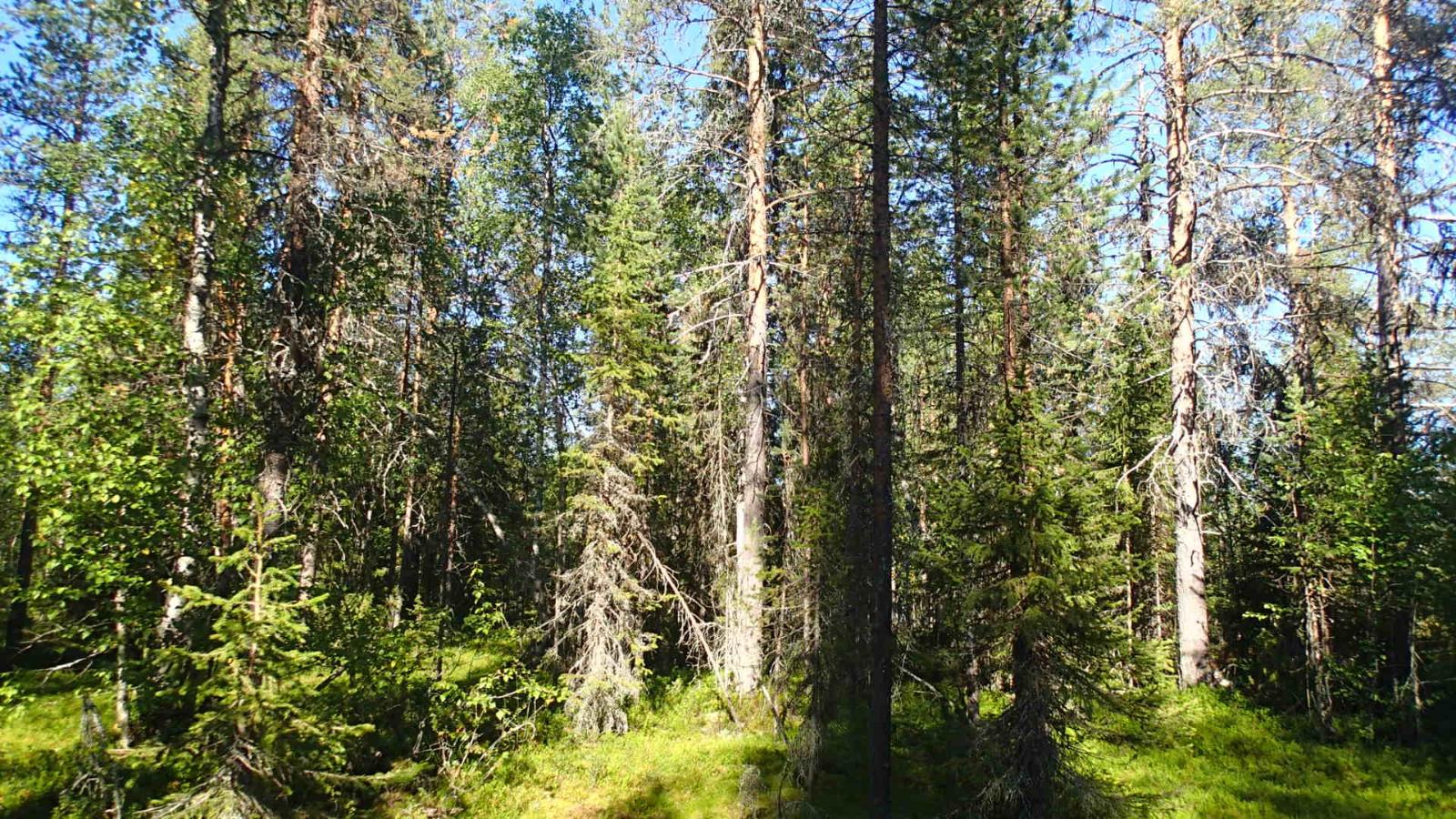 Aurinko paistaa tiheäkasvuiseen sekametsään.