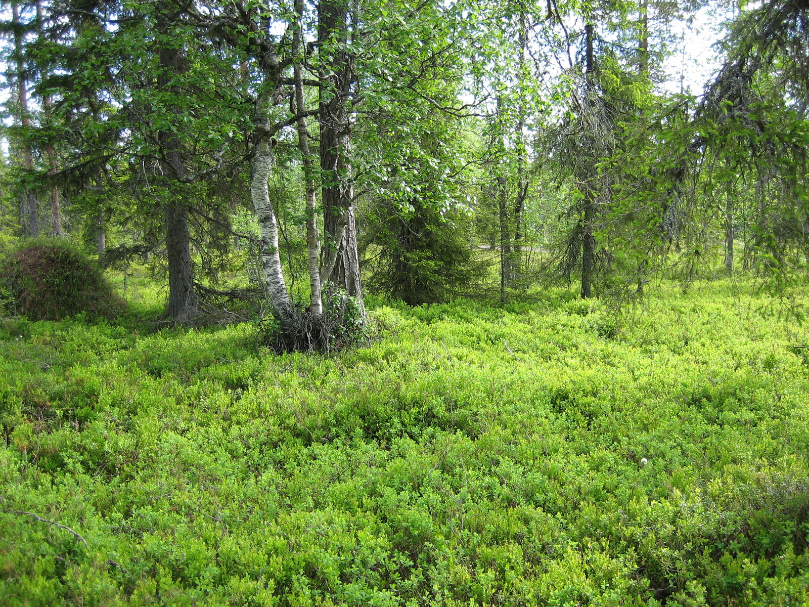 Kuusivaltaisessa metsässä kasvaa runsaasti mustikanvarpuja. Kuusen juurella on muurahaiskeko.