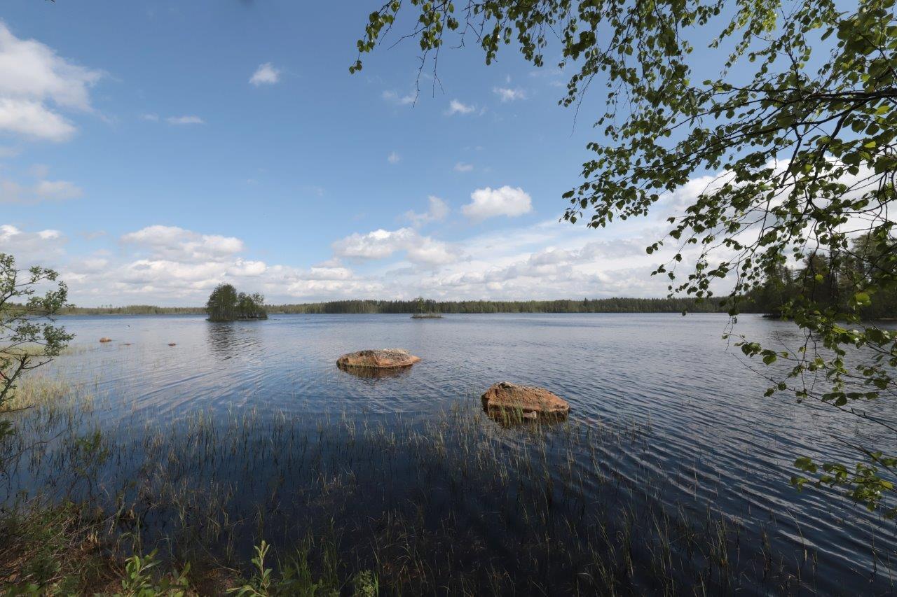 Koivun oksat reunustavat kesäistä järvimaisemaa. Rantavedessä on kiviä ja vesikasveja.