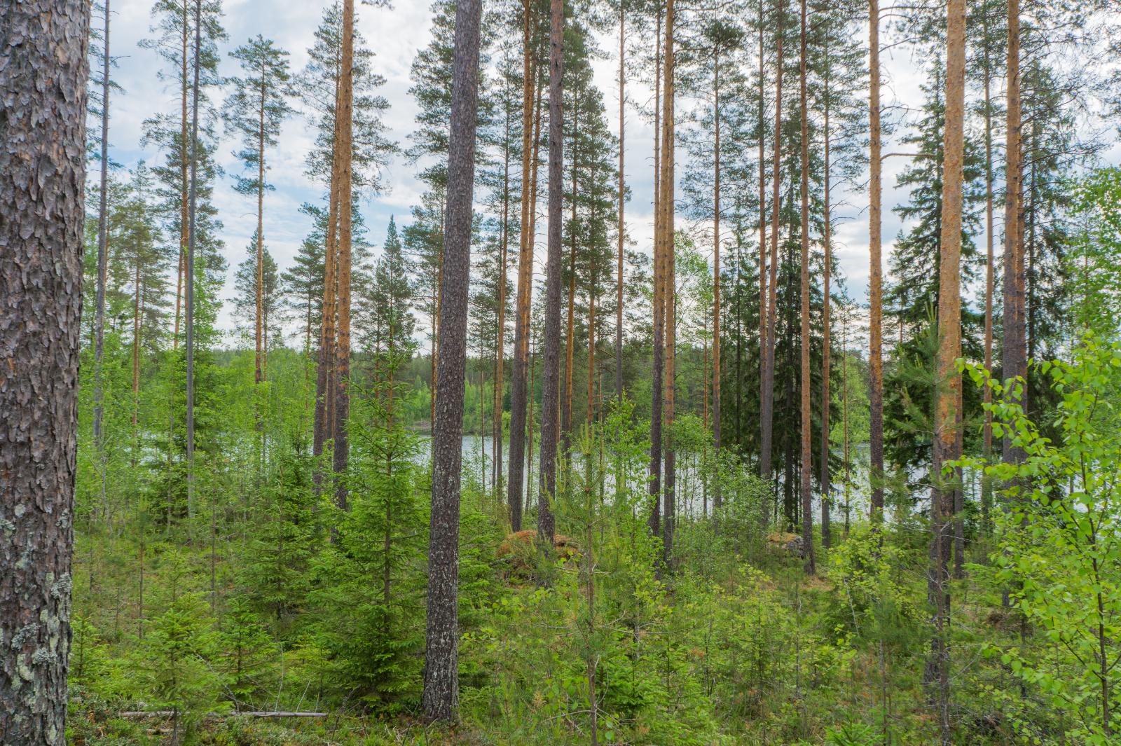 Mäntyvaltaisen metsän takana häämöttää järvi. Metsässä on muutama suurehko kivi.