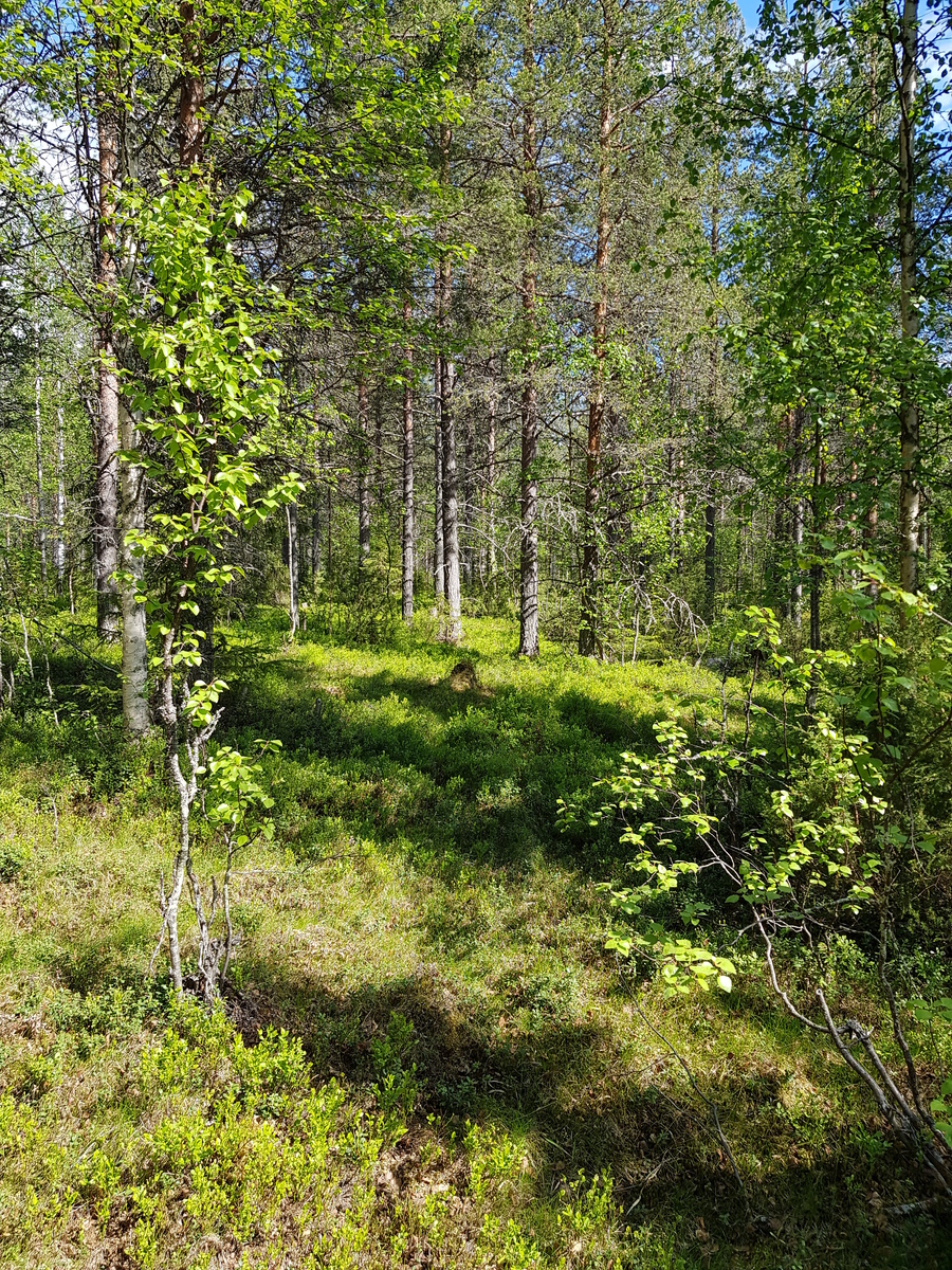 Aurinko paistaa havupuuvaltaiseen sekametsään. Etualan nuorissa koivuissa on tuoreet lehdet.