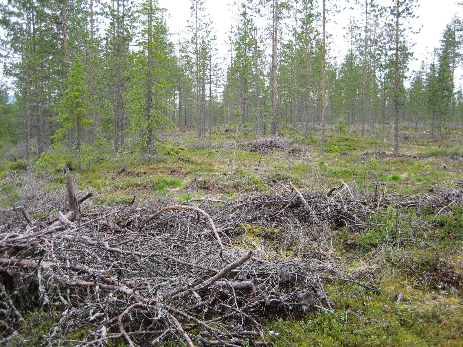 Karsittuja puita avaran havumetsän edustalla.