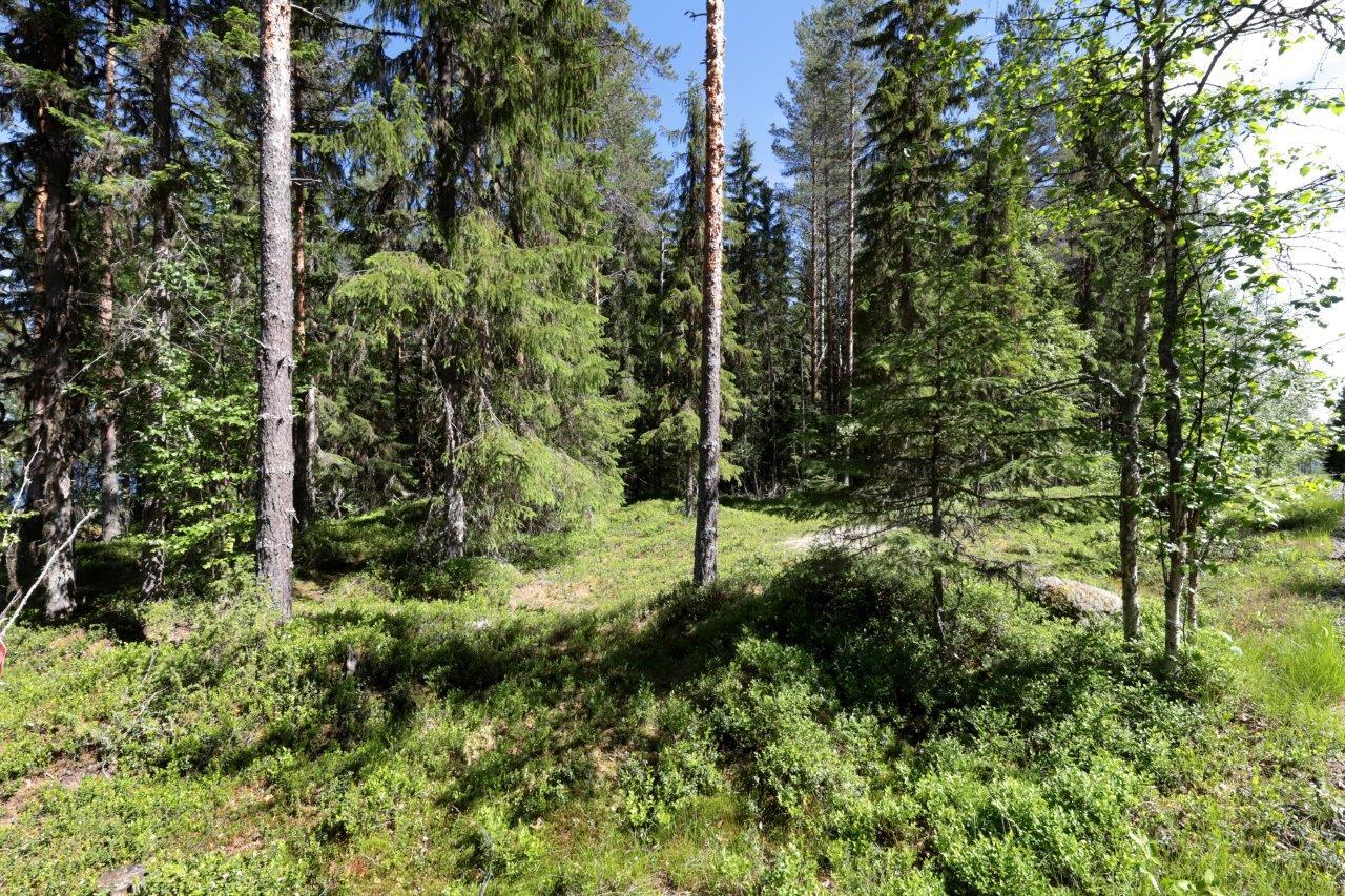 Aurinko paistaa kesäiseen sekametsään, jonka maasto on loivasti kumpuilevaa.