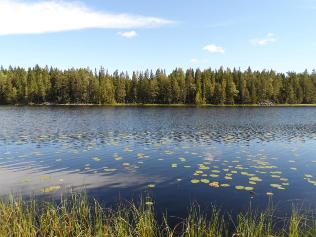 Kesäisessä järvimaisemassa lähes pilvetön taivas heijastuu veteen. Rantavedessä on vesikasveja.