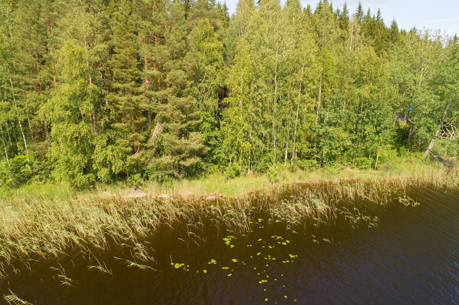 Vehreä sekametsä reunustaa järveä. Rantavedessä kasvaa vesikasveja. Ilmakuva.