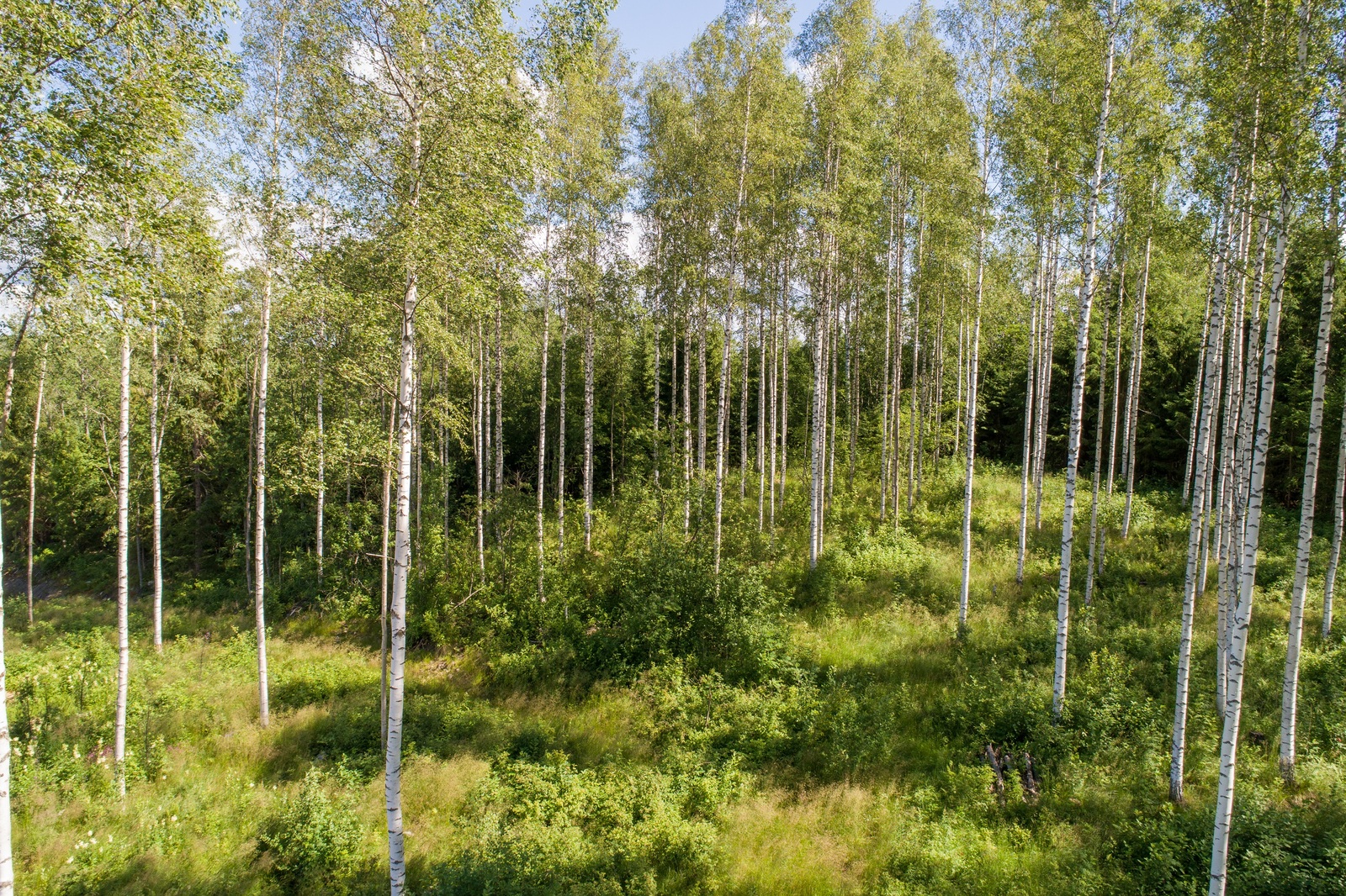 Kesäinen koivikko kasvaa loivasti nousevassa rinteessä. Taustalla on havumetsä.