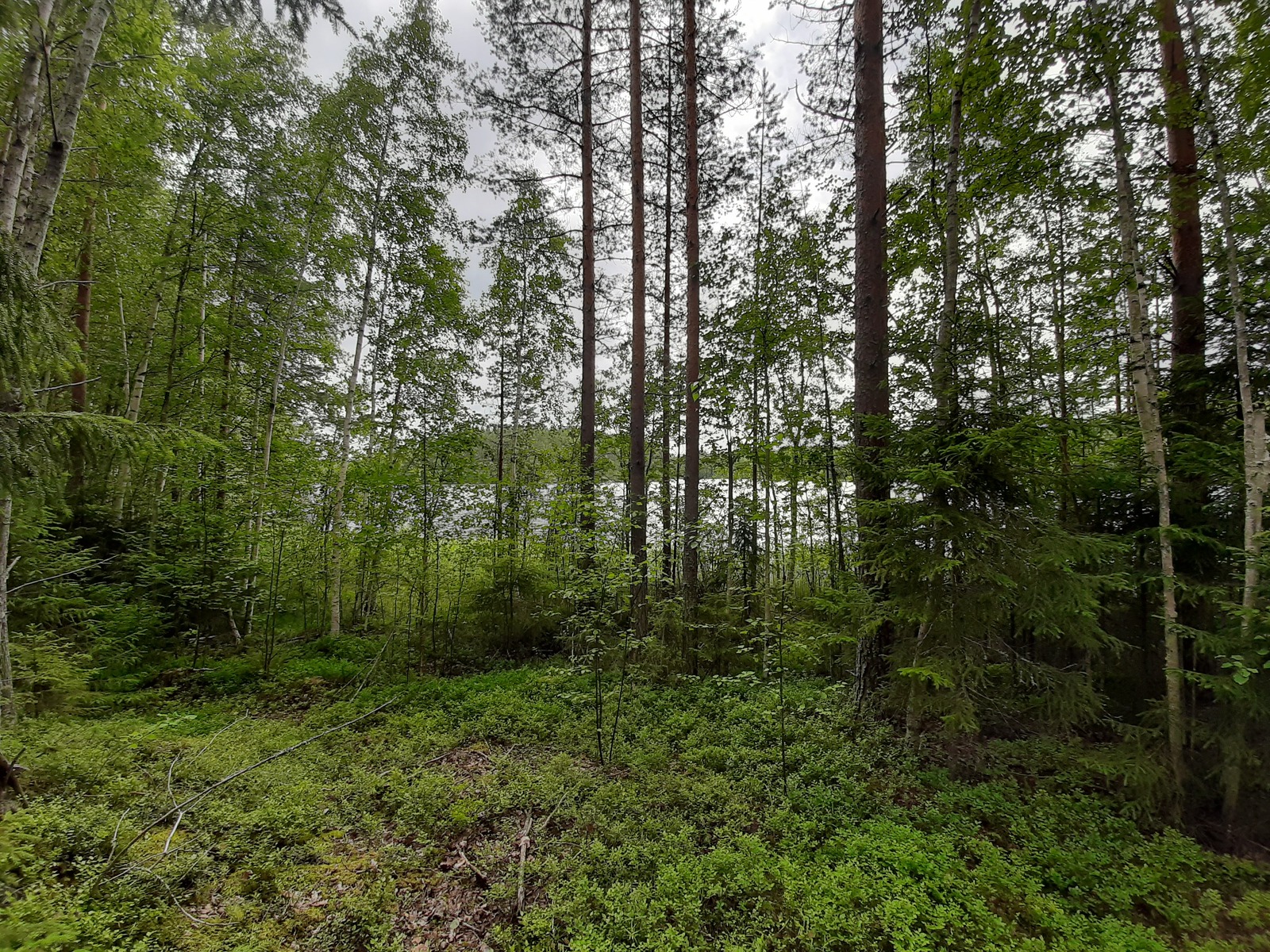 Rannan tuntumassa kasvaa kesäisen vehreä sekametsä. Taustalla häämöttää järvi.