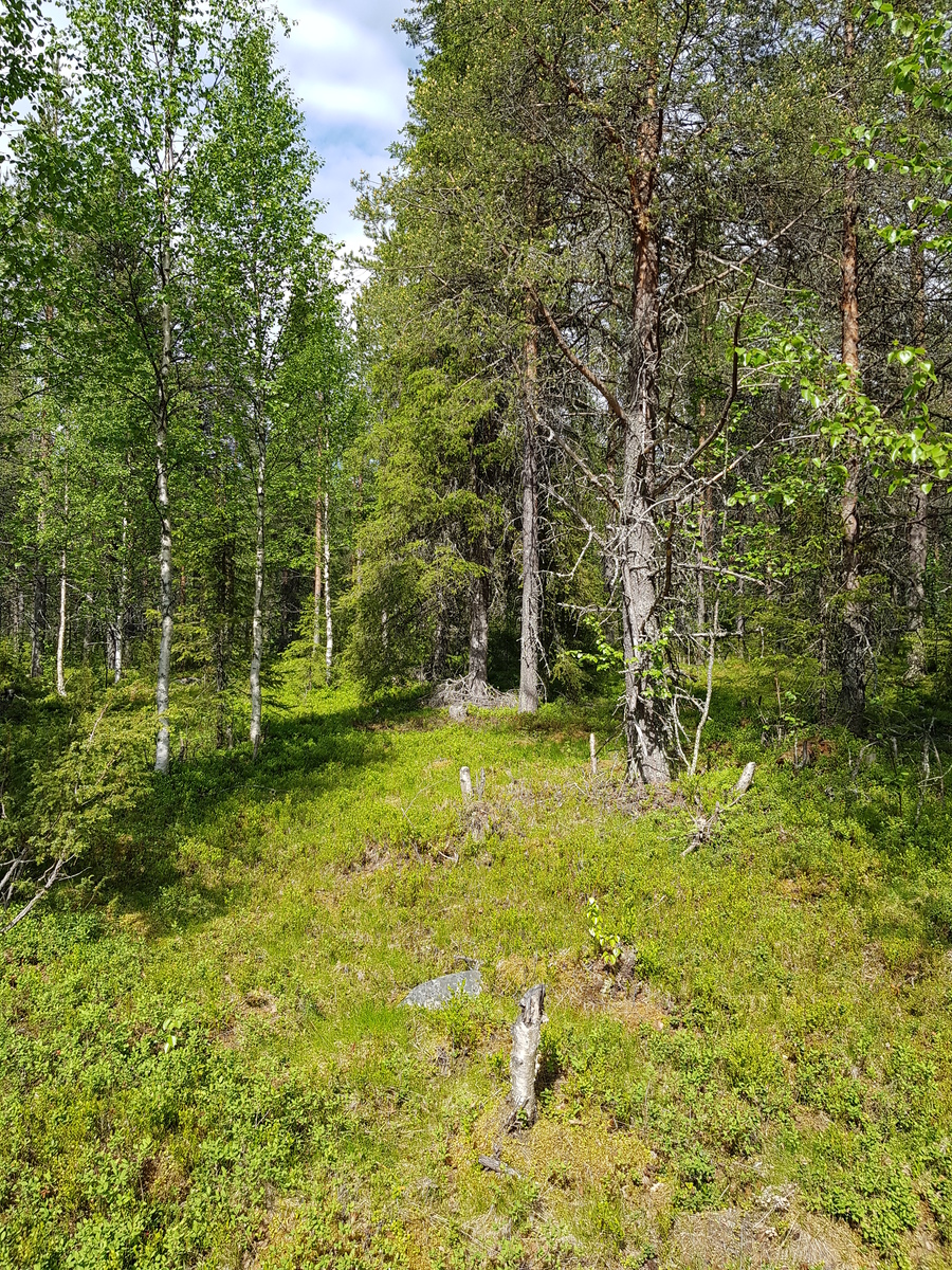 Aurinko paistaa kesäiseen sekametsään. Etualan puuttomassa kohdassa on muutama kivi ja kanto.