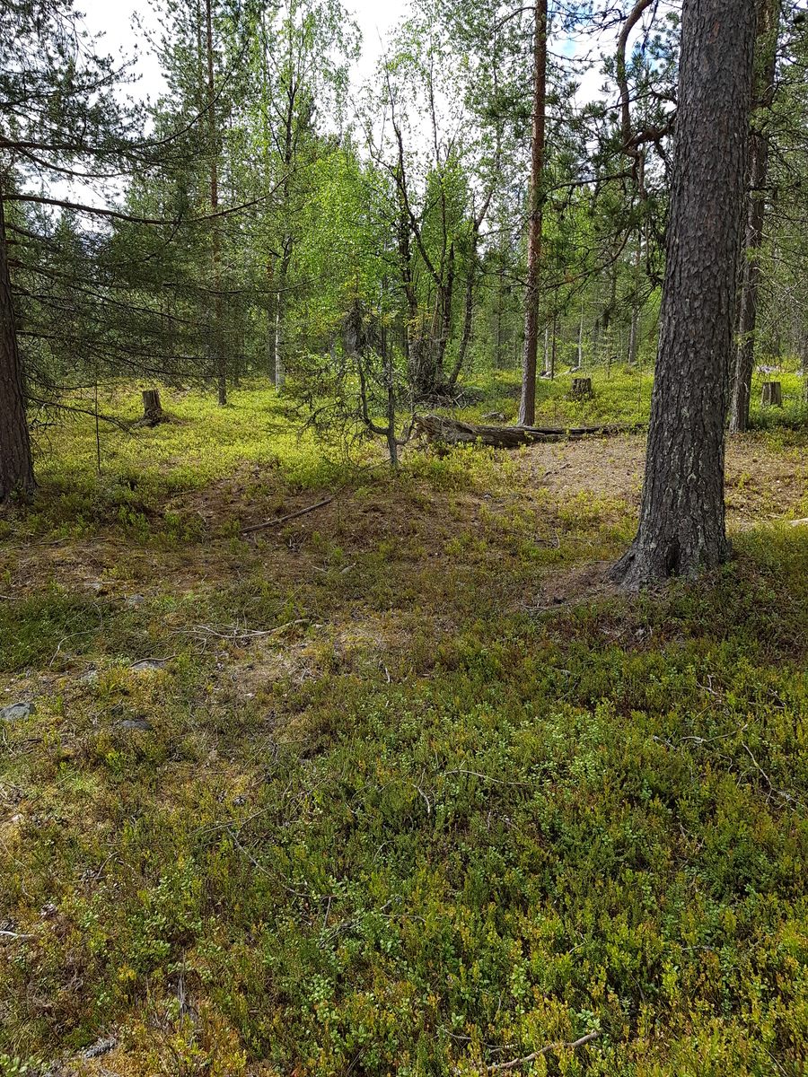 Havupuuvaltaisen metsän aluskasvillisuutena on varpukasveja.