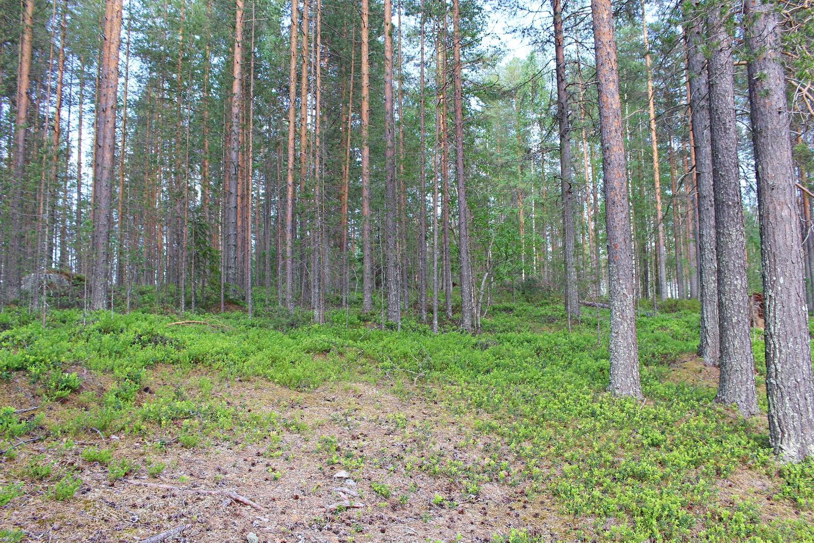 Mäntyvaltaisen metsän edustalla on puuton alue.