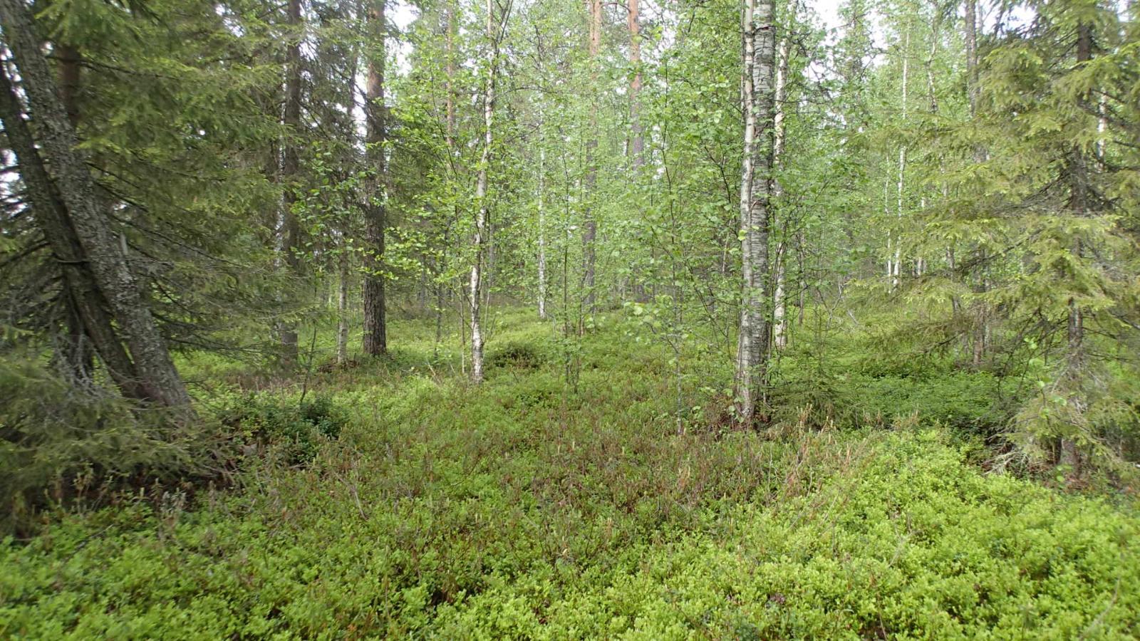 Kesäisessä sekametsässä kasvaa koivuja, kuusia ja mäntyjä.