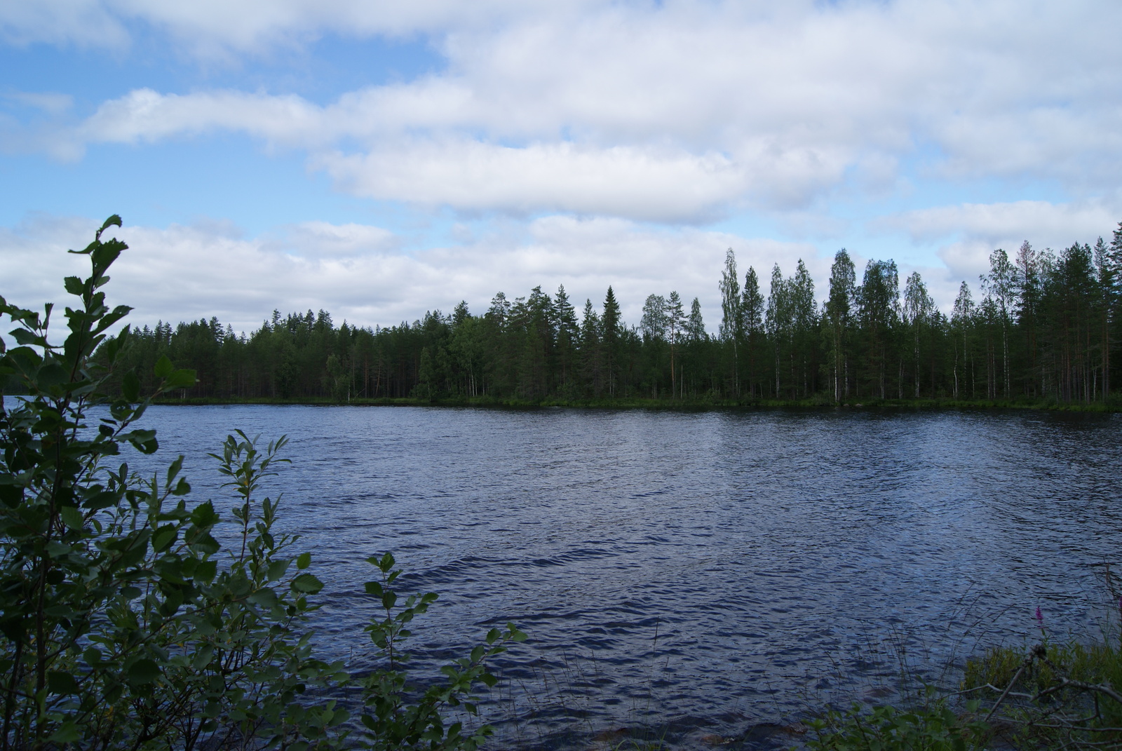 Nuorten koivujen ja pajujen oksien takana avautuu kesäinen järvimaisema.