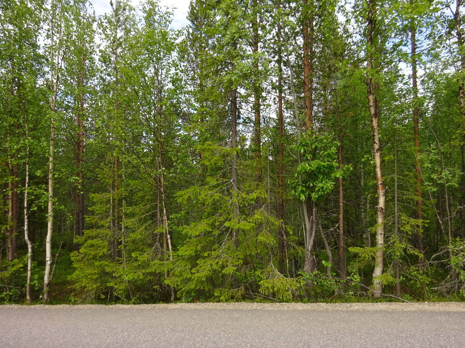 Kesäisessä sekametsässä kasvaa koivuja, kuusia ja mäntyjä.