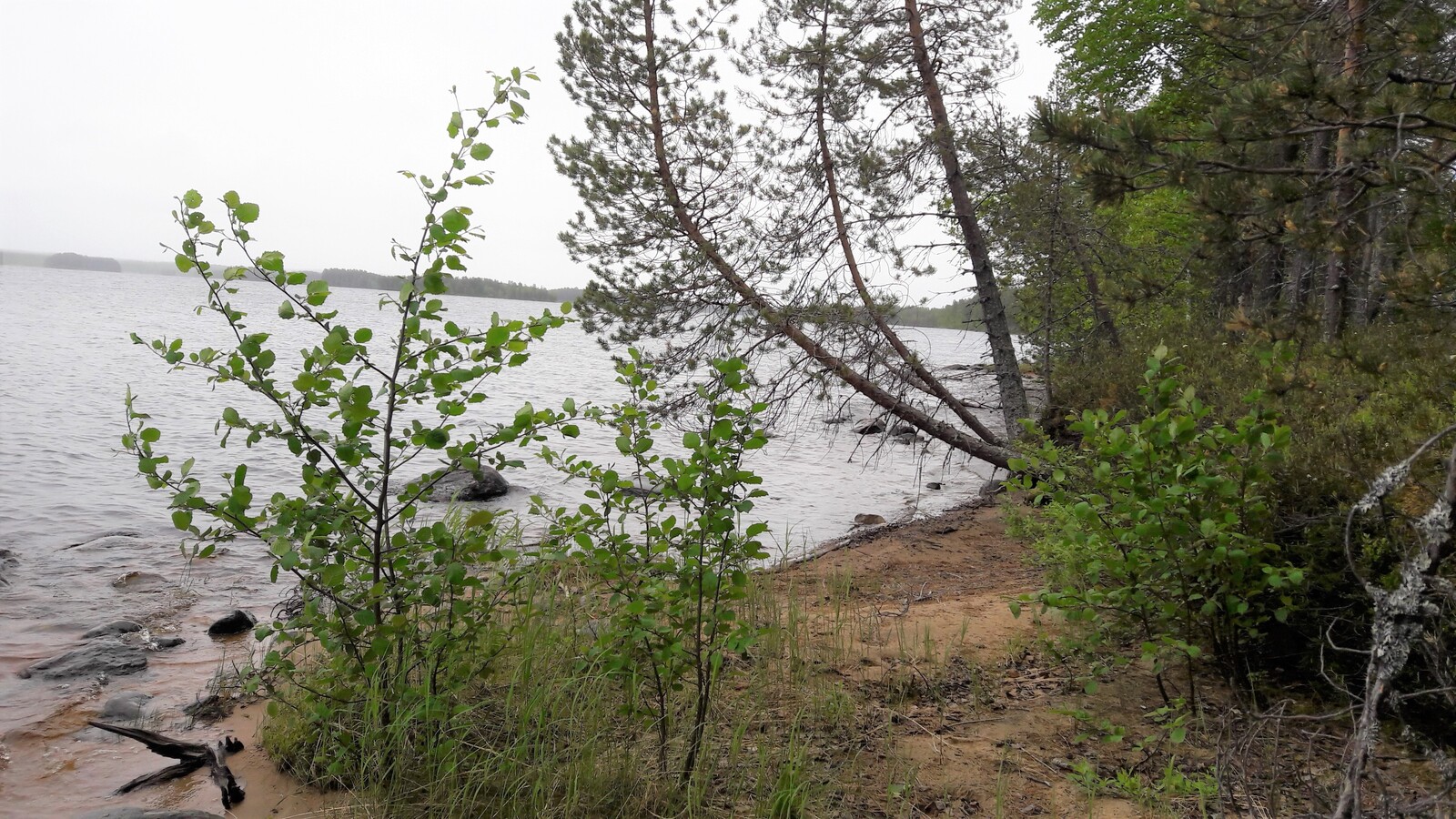 Mäntyvaltainen metsä reunustaa järveä. Etualan hiekkarannalla kasvaa haavan taimia.