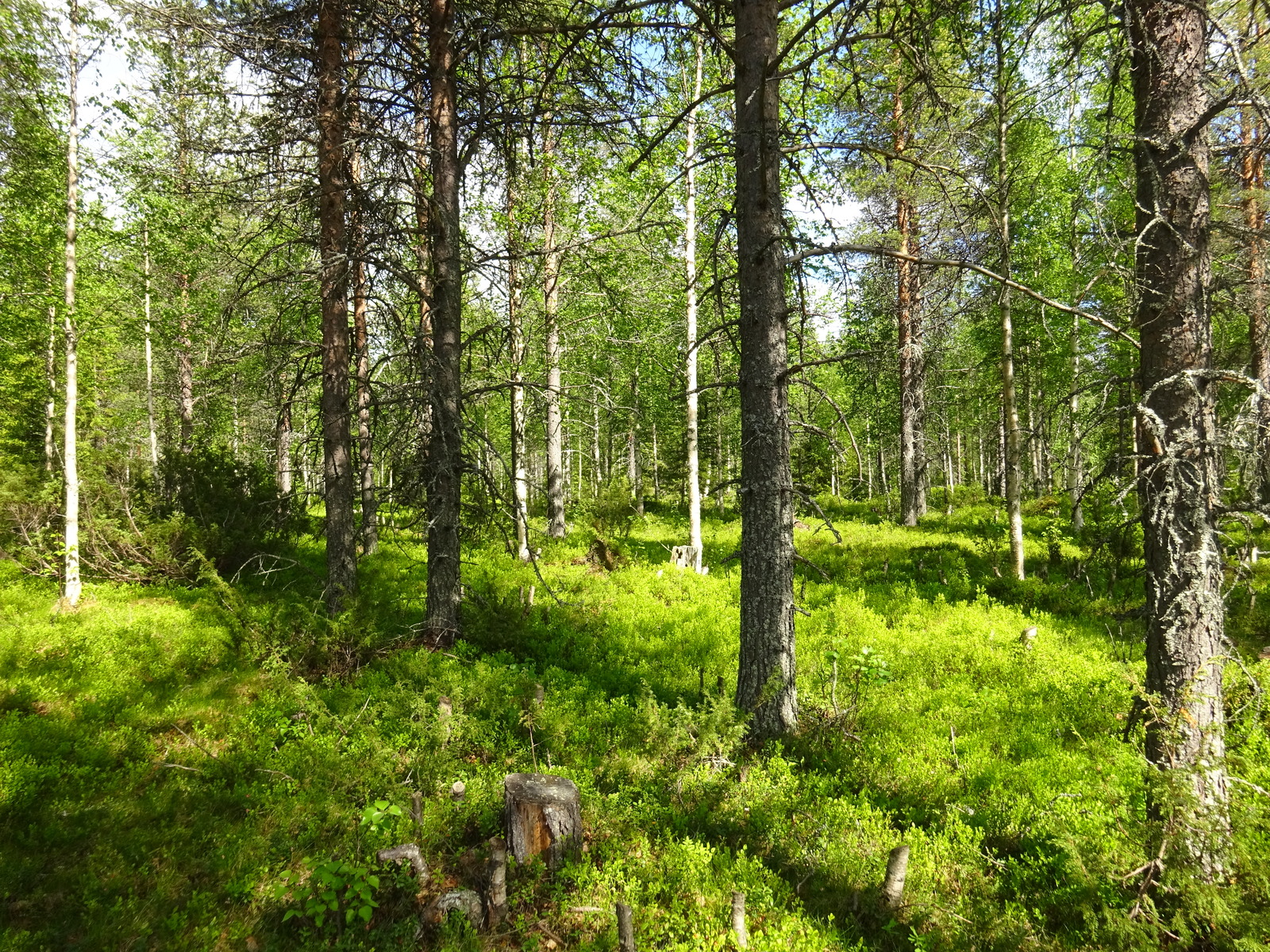 Aurinko paistaa sekametsään, jossa kasvaa koivuja, mäntyjä, kuusia ja katajia.