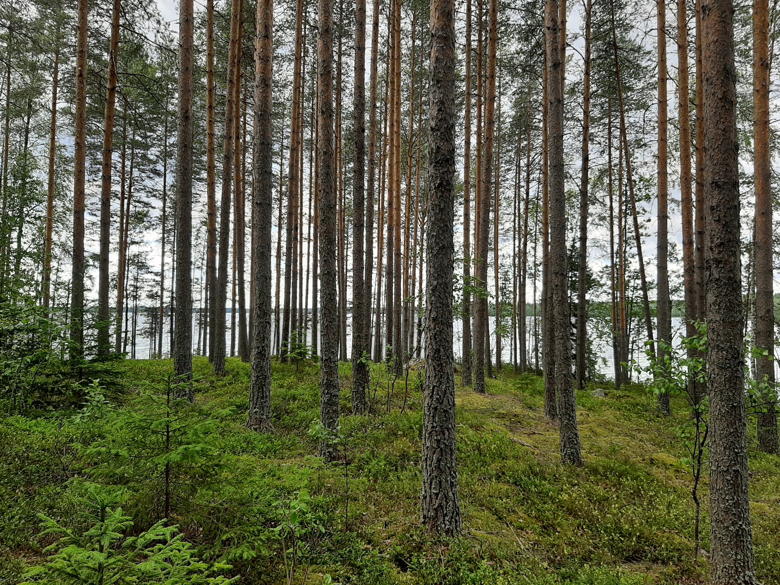 Rannan tuntumassa kasvaa kesäinen mäntyvaltainen metsä, jonka takana häämöttää järvi.