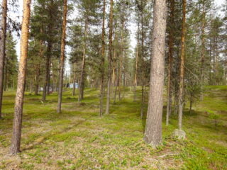 Kumpuilevan maaston mäntykankaalla puiden lomassa kävelee henkilö, jonka takana on rakennus.