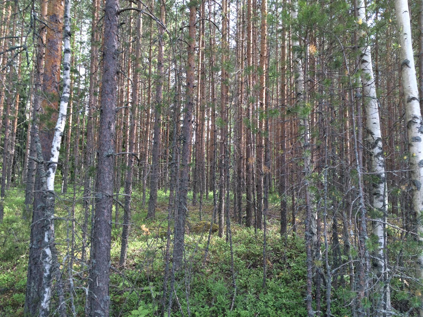 Tiheässä metsässä kasvaa mäntyjä ja koivuja.