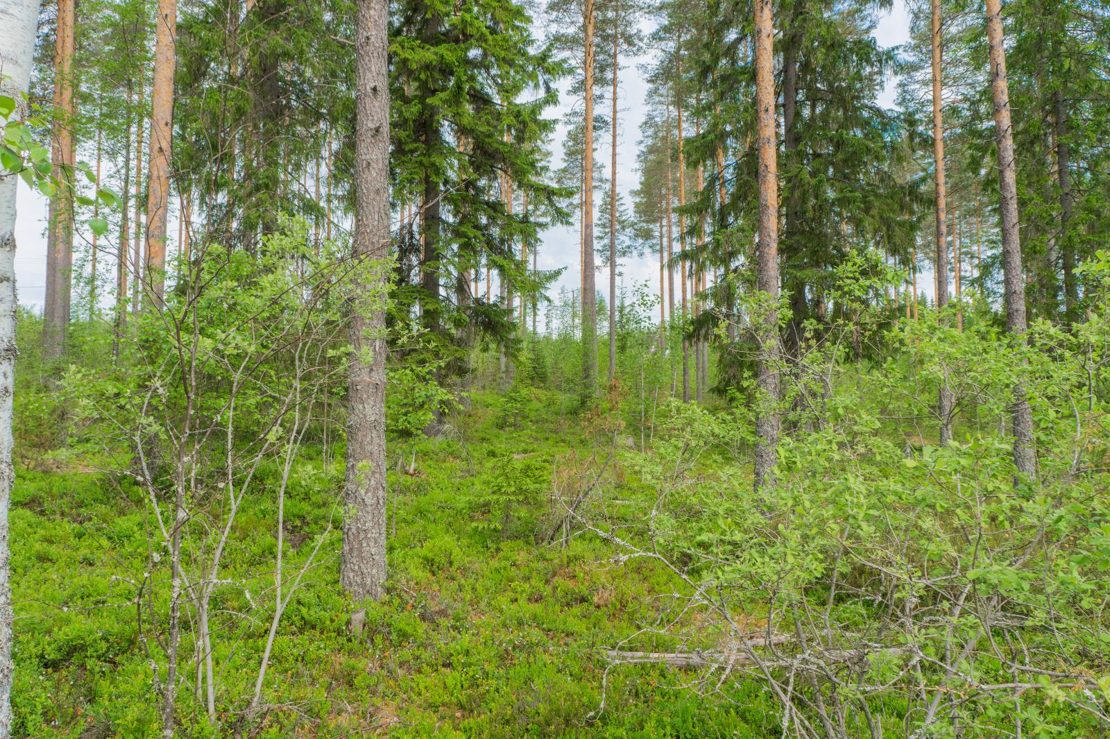 Kesäisessä sekametsässä kasvaa korkeita havupuita ja nuoria lehtipuita.