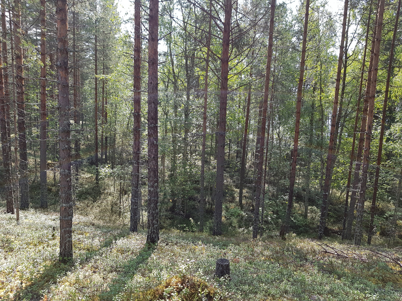 Kesäinen sekametsä kasvaa loivasti kumpuilevassa maastossa.