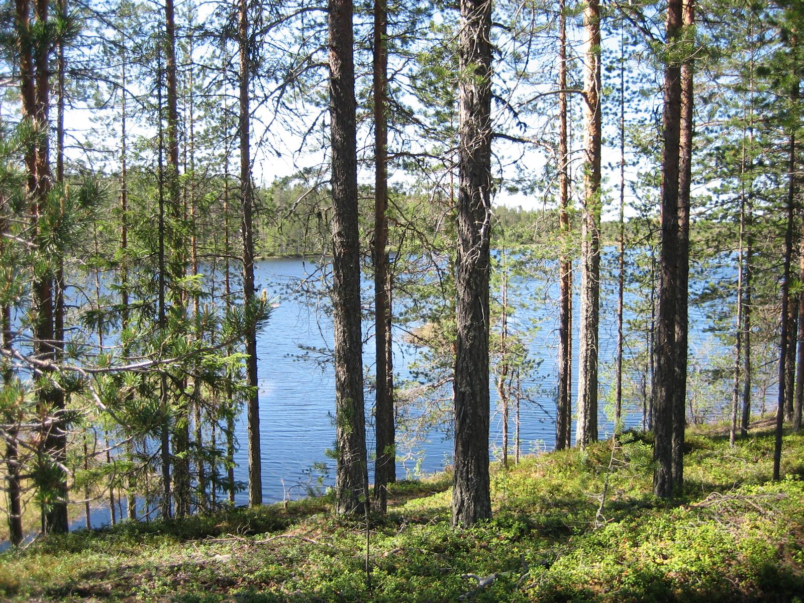 Mäntymetsä kasvaa rantaan laskeutuvassa rinteessä. Puiden lomasta avautuu järvimaisema.