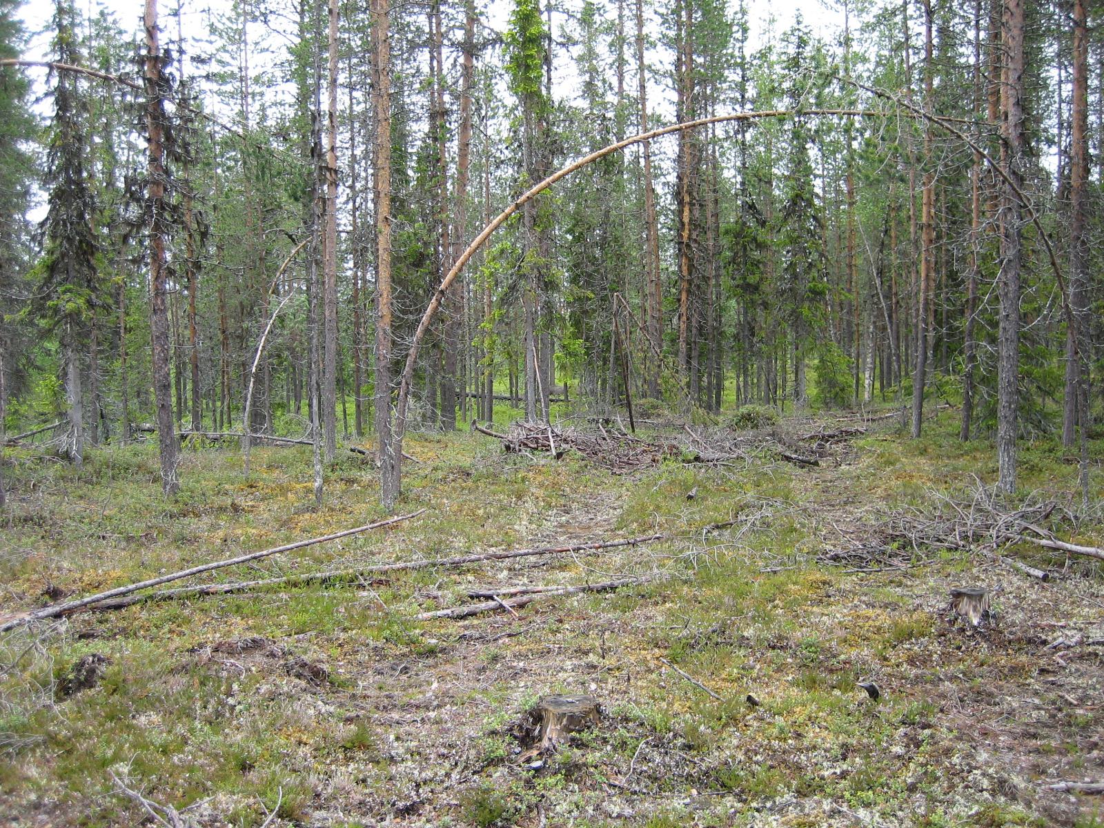 Karsittuja puita havumetsän edustalla.