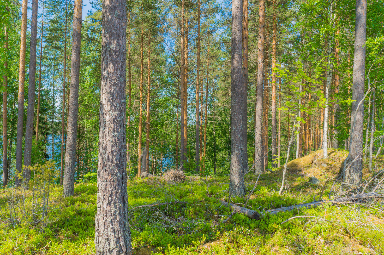 Mäntyvaltaisessa metsässä kasvaa myös vehreitä lehtipuita ja kuusia.